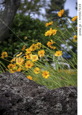 黄色の花 風景 旅行 44987939