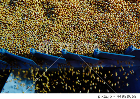 Soy Bean Seed before crack. Shallow dof. Soy Bean Seed before crack. Shallow dof. 44988668