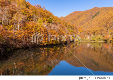 竜ヶ沢ダムの紅葉 44988674