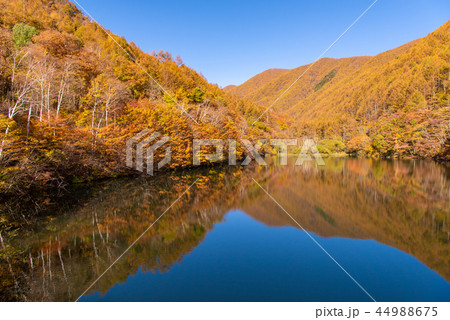 竜ヶ沢ダムの紅葉 44988675