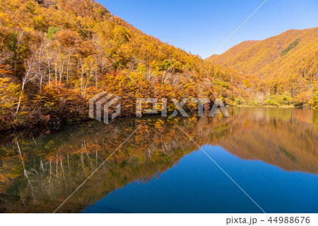 竜ヶ沢ダムの紅葉 竜ヶ沢ダムの紅葉 44988676