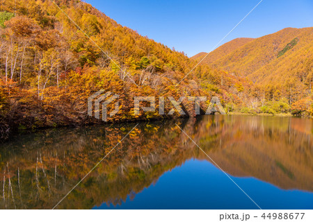 竜ヶ沢ダムの紅葉 竜ヶ沢ダムの紅葉 44988677