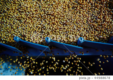 Soy Bean Seed before crack. Shallow dof. Soy Bean Seed before crack. Shallow dof. 44988678