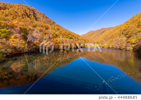 竜ヶ沢ダムの紅葉 44988685