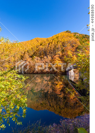 竜ヶ沢ダムの紅葉 竜ヶ沢ダムの紅葉 44988690