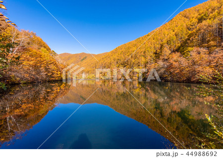 竜ヶ沢ダムの紅葉 竜ヶ沢ダムの紅葉 44988692