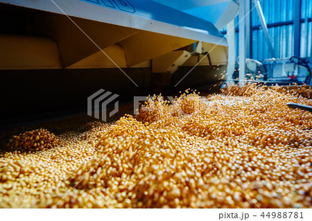 Soy Bean Seed before crack. Shallow dof. 44988781