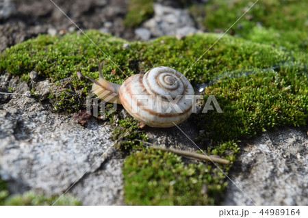 Snail crawling on moss. Macro photography  44989164