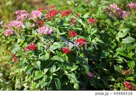 赤いペンタスの花にアゲハ蝶 44989526
