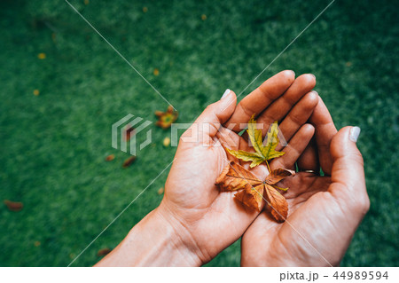 Yellow autumn leaves in the palm of a girl. 44989594