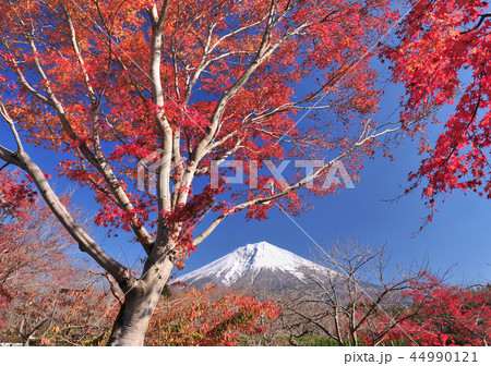 紅葉と富士山-4587 44990121