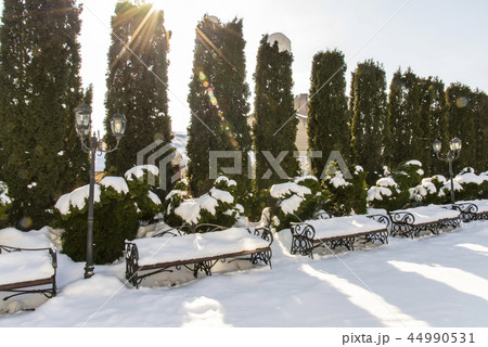 Evergreen hedge of columnar Thuja occidentalis 44990531
