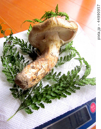 採りたて松茸 44990957