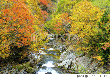 紅葉の照葉峡2018-3 44991016
