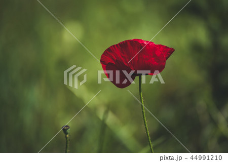 Red spring poppy Red spring poppy 44991210