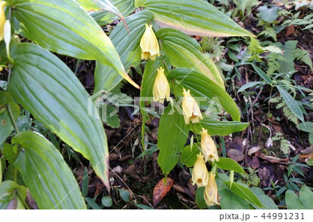 キイジョウロウホトトギス 44991231