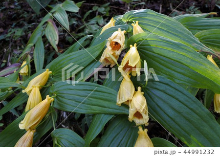 キイジョウロウホトトギス キイジョウロウホトトギス 44991232