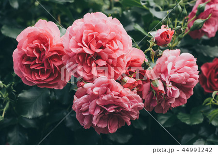 Pink roses garden Pink roses garden 44991242