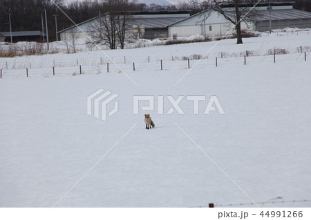 雪ときたきつね_北海道 44991266