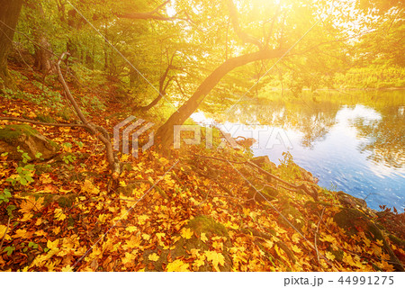 Beautiful autumn landscape 44991275