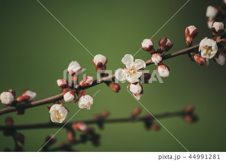Apricot tree flower Apricot tree flower 44991281
