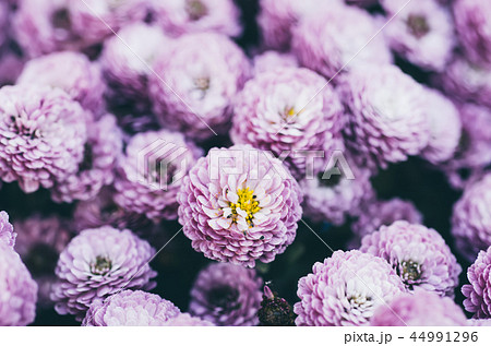 Chrysanthemum macro flowers 44991296
