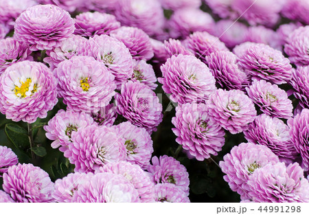 Chrysanthemum macro flowers 44991298