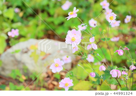 シュウメイギクの花 44991324