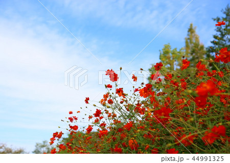 キバナコスモスの花 44991325