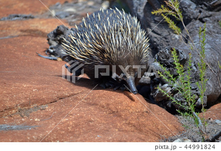 Wild Australian echidna, the spiny anteater Wild Australian echidna, the spiny anteater 44991824