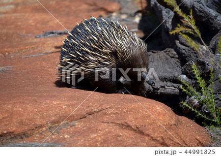 Wild Australian echidna, the spiny anteater 44991825
