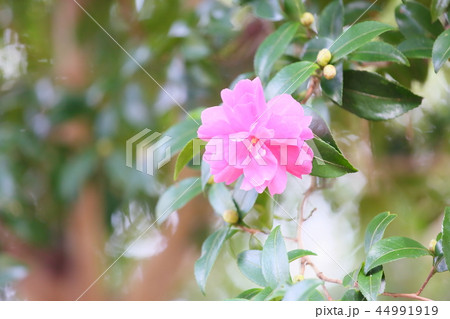 サザンカの花 サザンカの花 44991919