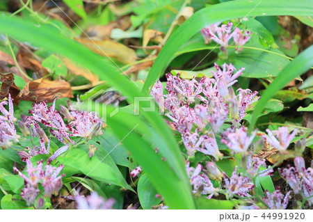 ホトトギスの花 ホトトギスの花 44991920