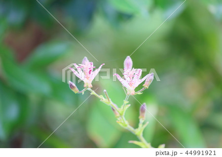 ホトトギスの花 44991921