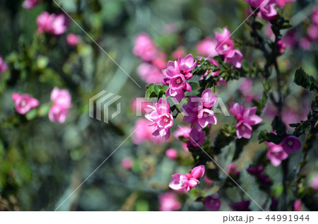 Australian Native Rose, Boronia serrulata 44991944