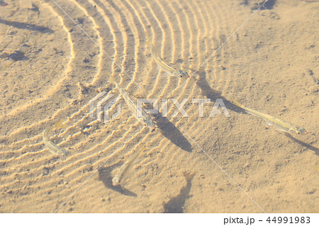 魚が作った水面の同心円状波紋 魚と波紋のコラボの写真素材