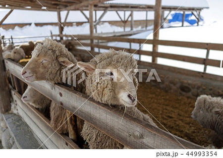 韓国 羊牧場 動物の写真素材