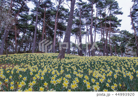 忠南 韓国 屋外 44993920