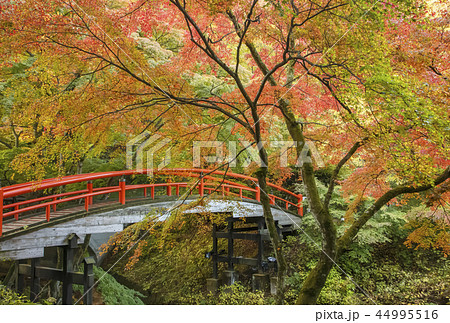 伊香保温泉　河鹿橋　紅葉 44995516