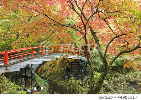 伊香保温泉 河鹿橋 紅葉 伊香保温泉 河鹿橋 紅葉 44995517