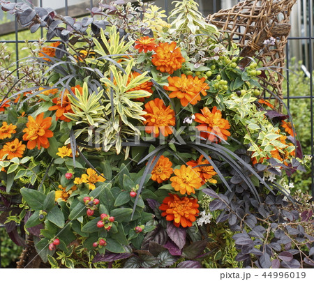 フラワーバスケット 16 フラワーバスケット 16 44996019