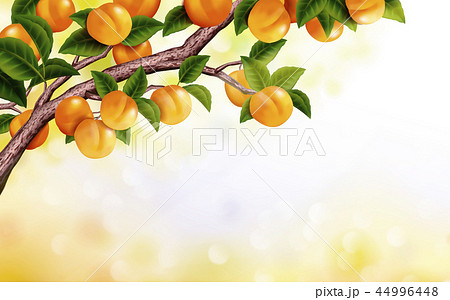 Apricot orchard background Apricot orchard background 44996448