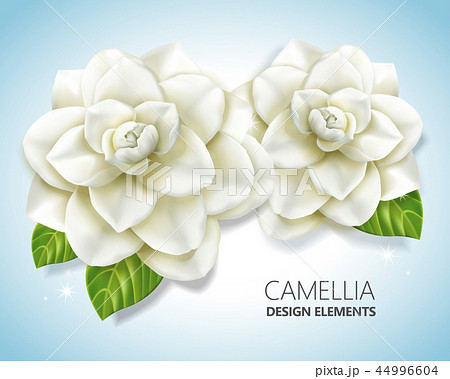 White camellia elements White camellia elements 44996604