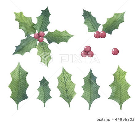 Hand drawn watercolor Holly leaf 44996802