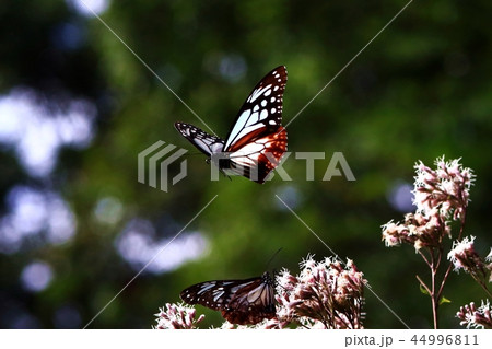 かわいいアートフォト】アサギマダラ蝶の写真（A4判。ハクバ製フレーム