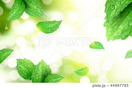 Peppermint bokeh background 44997785