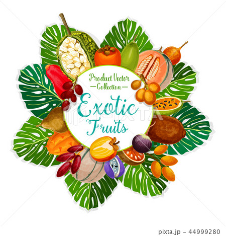 Exotic and tropical fruits. Vector food and drink 44999280