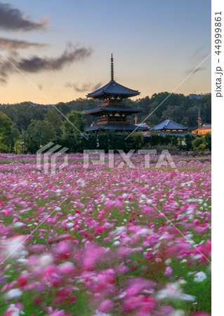 法起寺コスモス 夕暮れ 44999861