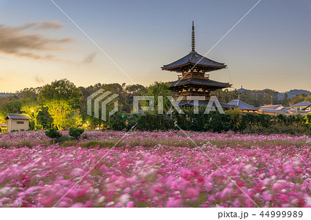 法起寺コスモス 夕暮れ 44999989