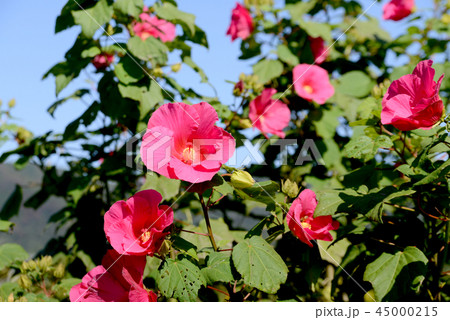 赤いフヨウ 赤いフヨウ 45000215